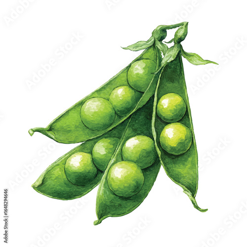 Watercolor Vector Illustration of Fresh Green Peas in Pods Isolated on Transparent