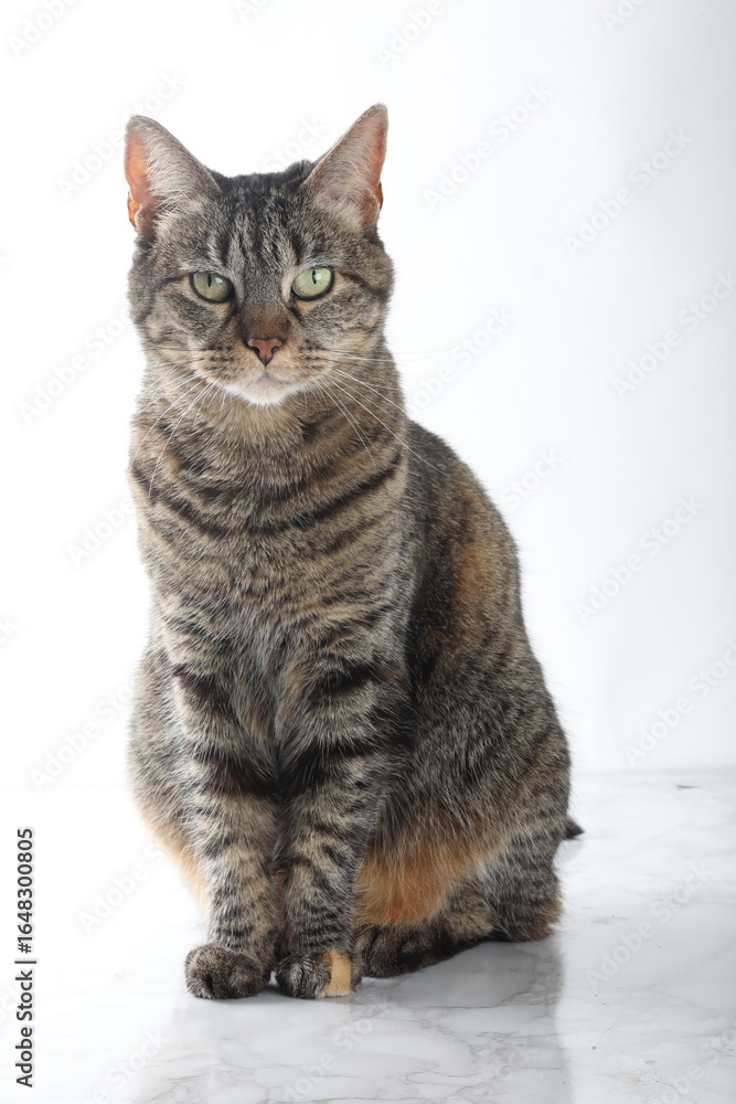 Fototapeta premium beautiful cat with green eyes on a white background