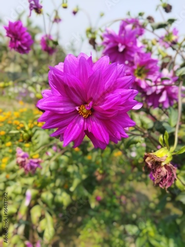 pink flowers in the garden