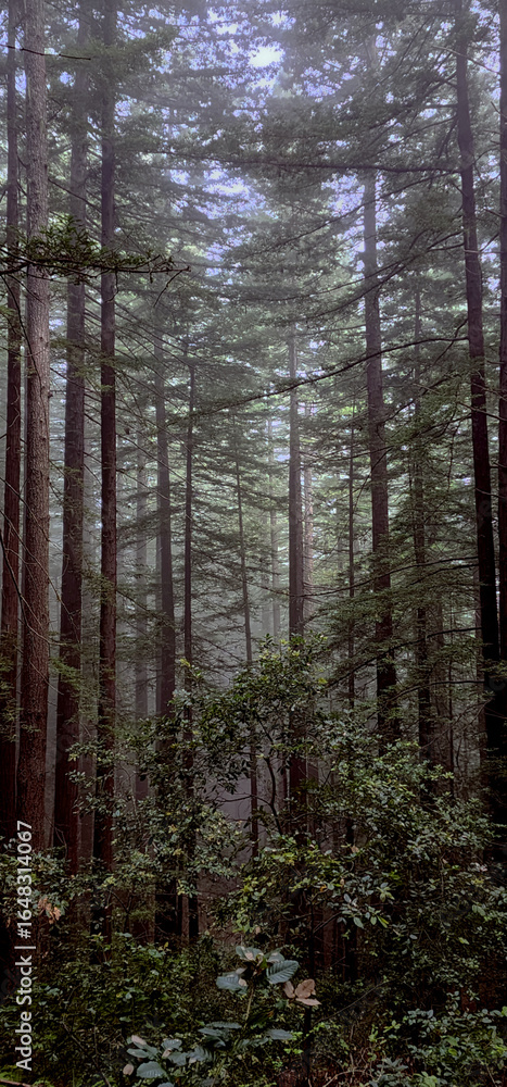 Fototapeta premium Redwood trees in the fog