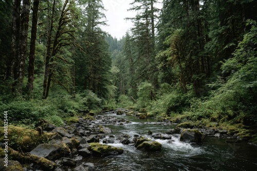 Lush forest stream, rocky banks, dense foliage