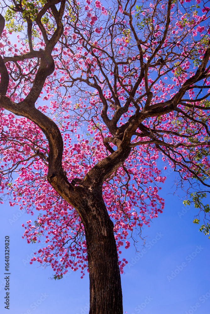 Fototapeta premium Tabebuia Rosea - Pink trumpet tree in Goiania