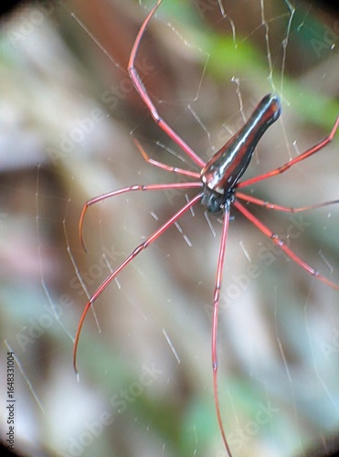 Laba-laba Penenun Bola Emas Utara (Nephila pilipes), juga dikenal sebagai laba-laba penenun bola emas raksasa