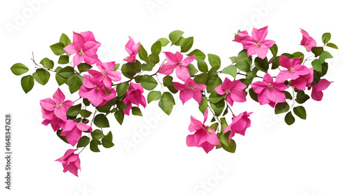 Vibrant Pink Bougainvillea Vine: Floral Design Element on transparent background png