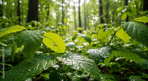 Lush green forest foliage glistening with raindrops creating a serene atmosphere