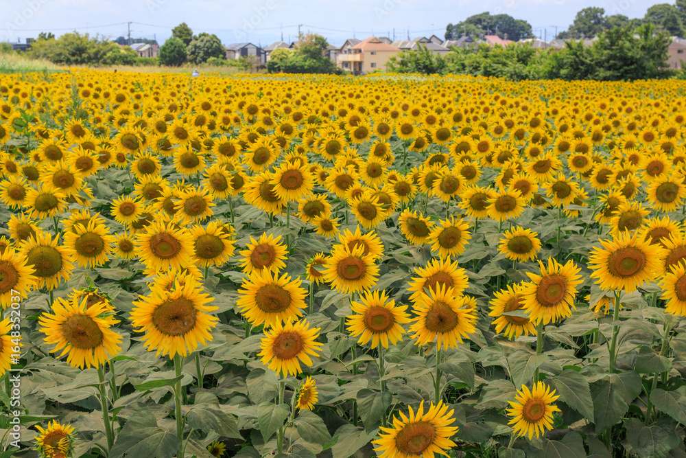 Obraz premium 夏の日差しとひまわり畑の風景