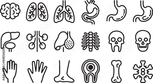 Medical Anatomy Organs And Body Parts Outline Icons brain lungs