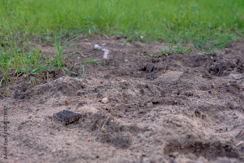 Wallpaper Mural Soil texture and grass growth in a natural outdoor environment under soft natural light Torontodigital.ca