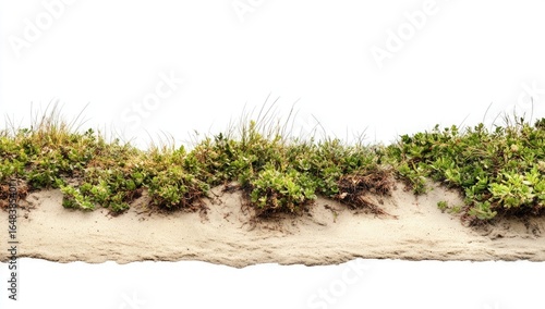Fototapeta Naklejka Na Ścianę i Meble -  Sand dune plants