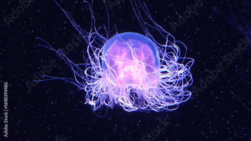 Closeup shot of Spirocodon Saltator, the endemic jellyfish of Japan floating underwater. 4K 