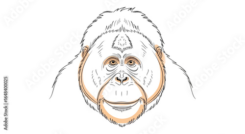 A hand-drawn orangutan portrait with orange accents, isolated on white