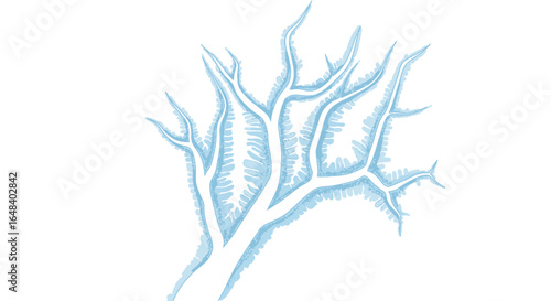 Delicate frosty branched structure on a white background conveys winter
