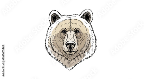 Detailed illustration of a bear's head with expressive features isolated