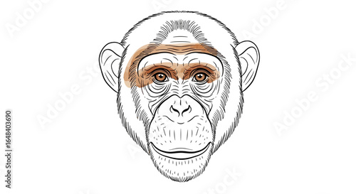 Detailed line art illustration of a chimpanzee's face with brown shading