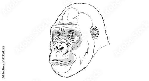 Detailed line drawing of a gorilla head with nuanced shading and texture