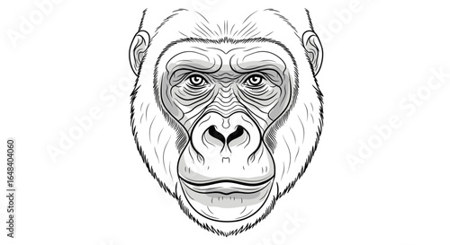 Detailed monochrome linear drawing depicting a gorilla head on white backdrop