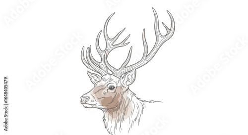 Elegant hand-drawn portrait of a noble stag with majestic antlers design