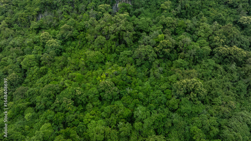 aerial view of dark green forest Abundant natural ecosystems of rainforest. Concept of nature forest preservation and reforestation. aerial view of dark green forest Abundant natural ecosystems of rainforest. Concept of nature forest preservation and reforestation.