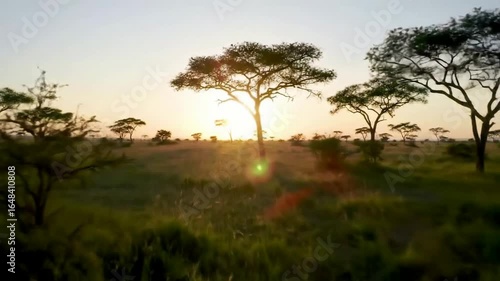 Moving Through Serengeti Plains at Sunset Trees Silhouetted Against Golden Sky