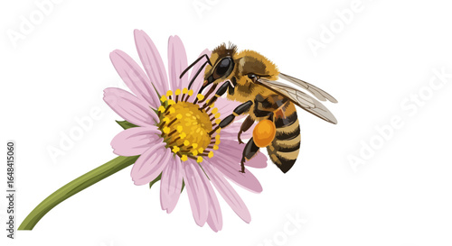 honeybee pollinating pink flower a detailed vector illustration perfect for ecofriendly projects nature documentaries and educational materials