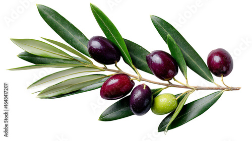 Wallpaper Mural Ripe olives on branch Torontodigital.ca