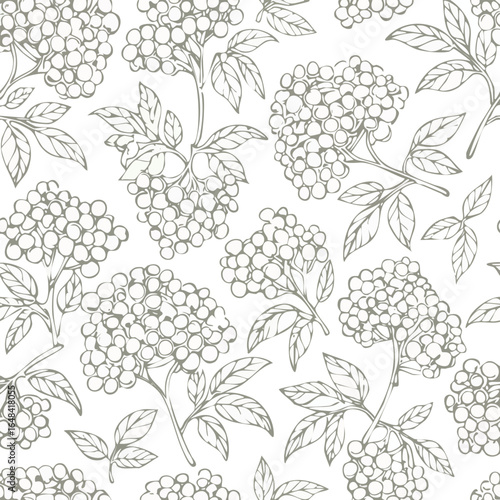 Detailed monochrome illustration of elderberry branches with leaves and clusters of berries.