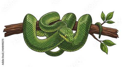 emerald tree boa wrapped around branch captivating reptile illustration for wildlife nature and exotic animal projects
