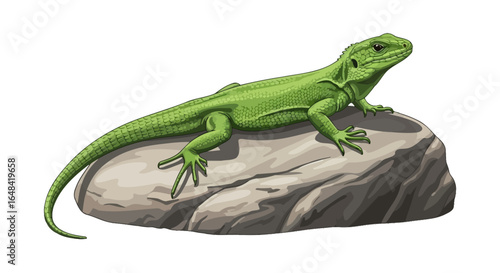 vibrant green lizard basking on a rock perfect for nature documentaries pet reptile websites or educational materials on reptiles and amphibians
