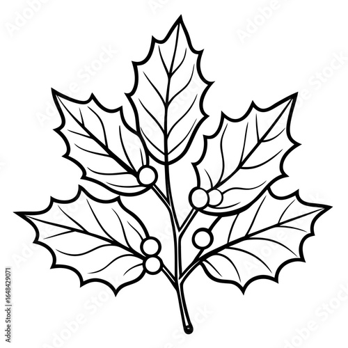 ilex aquifolium line-art