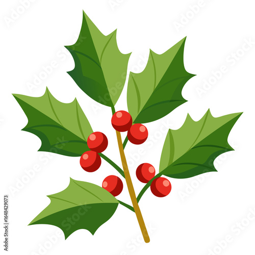 ilex aquifolium vector on white.