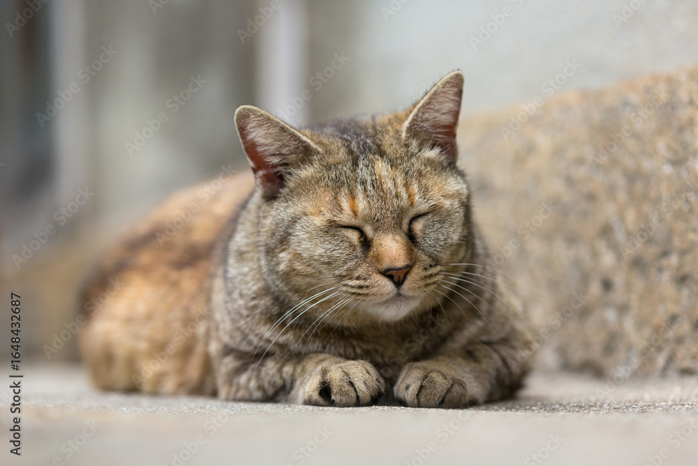 A brown tabby cat resting in an alleyway A brown tabby cat resting in an alleyway