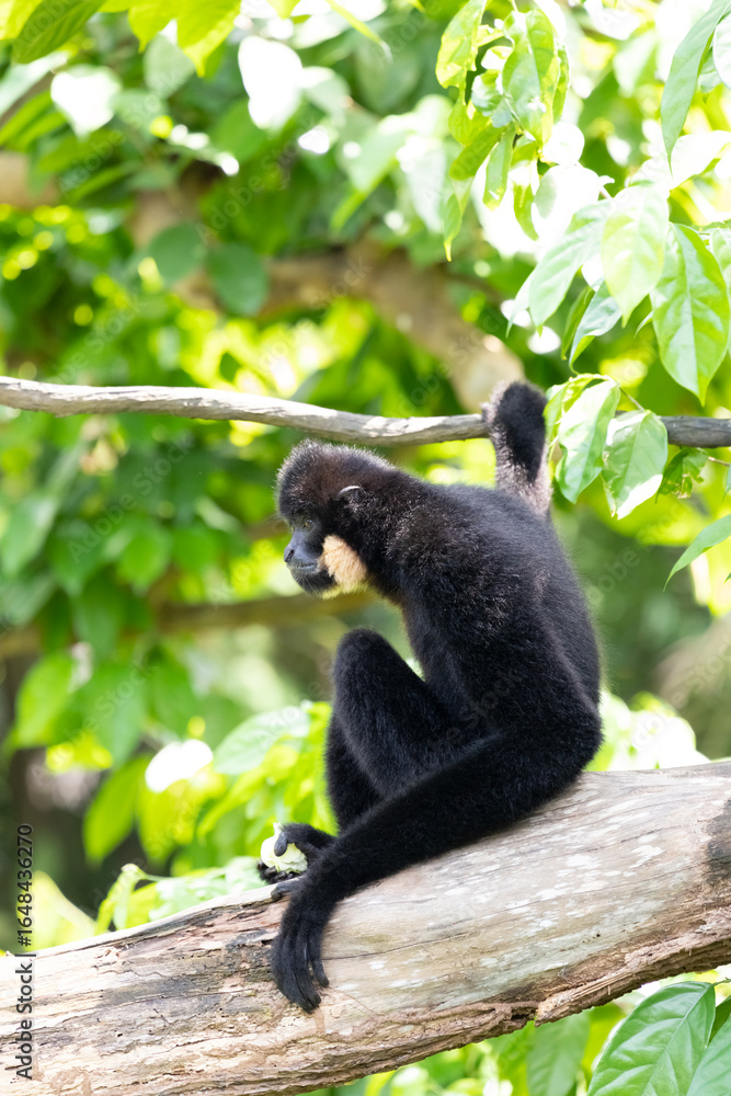 Obraz premium Gibbon sits in a tree and grabs a branch.