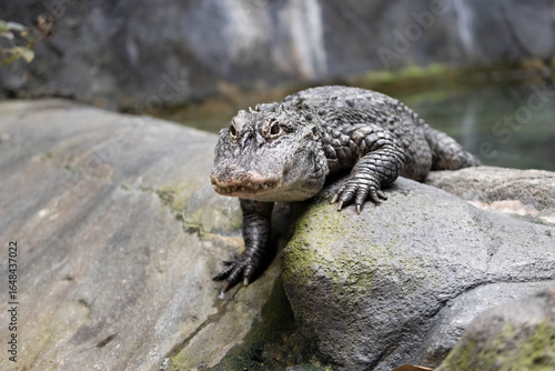 The Chinese alligator (Alligator sinensis), also known as the Yangtze alligator or the muddy dragon, crawls on a rock