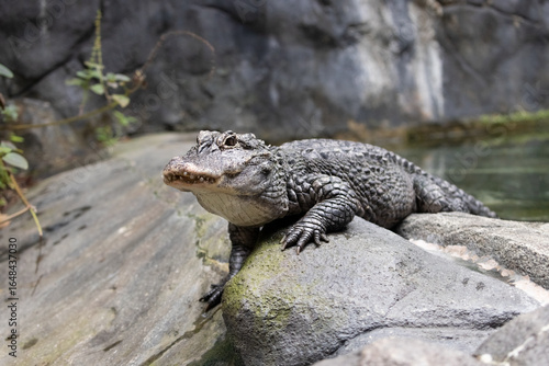 The Chinese alligator (Alligator sinensis), also known as the Yangtze alligator or the muddy dragon, crawls on a rock