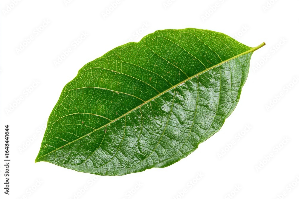 Obraz premium Single vibrant green leaf, sharply focused, on white background. Veins prominent, smooth surface