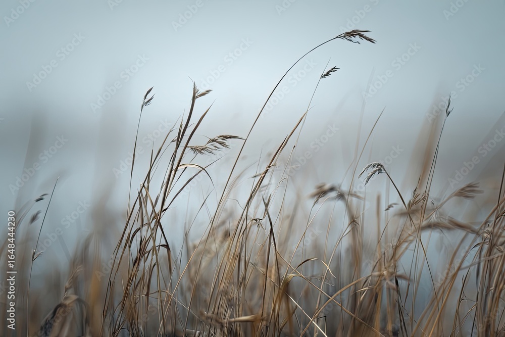 Obraz premium Wispy dried grasses in a light gray fog