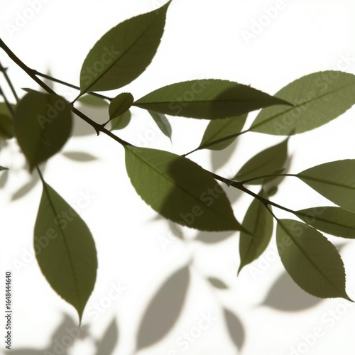 shadow overlay effect. Gray shadow of leaves isolated on white background. Plant foliage leaf shadow light effect. 
Mockup Blurred tree branch shadow. Ideal for summer spring design elements PNG