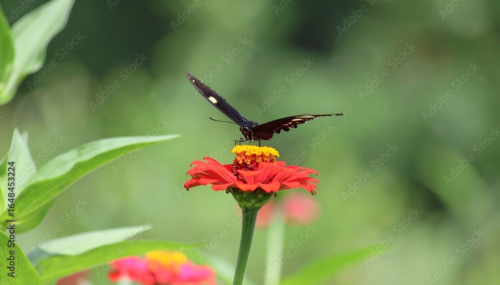 Fototapeta premium Butterfly on a vibrant red flower in a garden