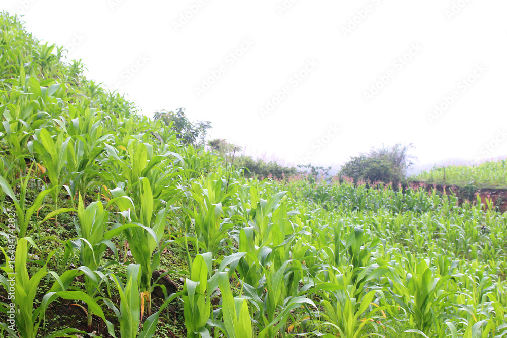Fototapeta premium Farmland view with ripe corn in the foreground
