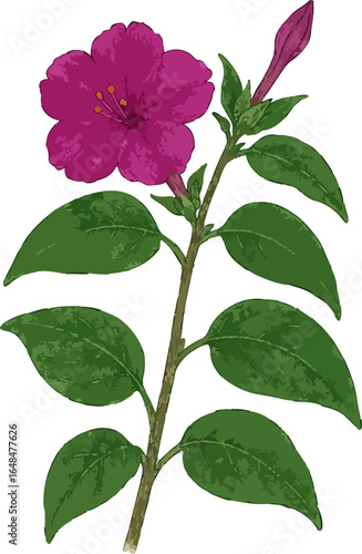 Mirabilis jalapa