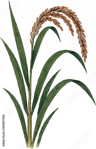 Oryza sativa.