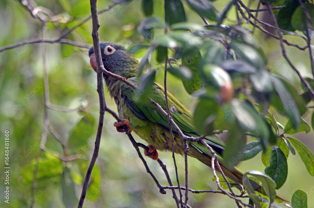 Fototapeta premium Blue-Green Parrot