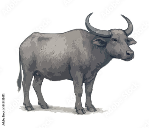 Bubalus bubalis