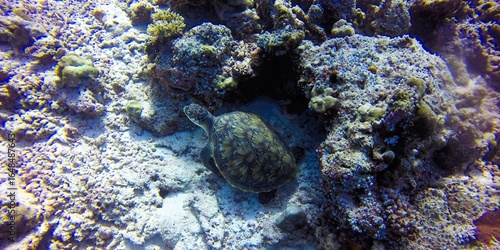 Underwater coral reef with sea turtle