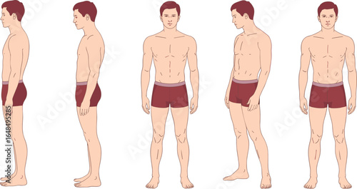 Flat vector illustration, male body anatomy, front and side views, fitness reference, medical diagram, posture study, human figure, muscular structure, health education, anatomical chart