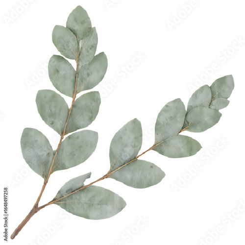 Eucalyptus branch