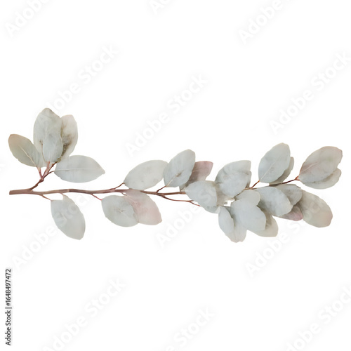 Eucalyptus branch