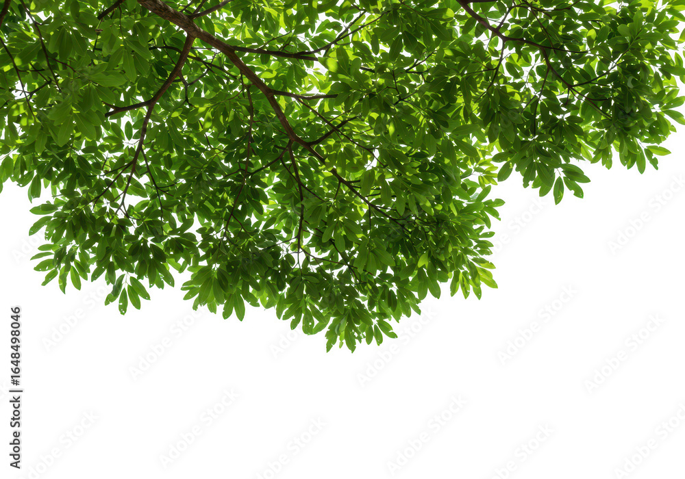 Obraz premium Green tree leaves and branches isolated on transparent background, representing nature and growth in summer or spring