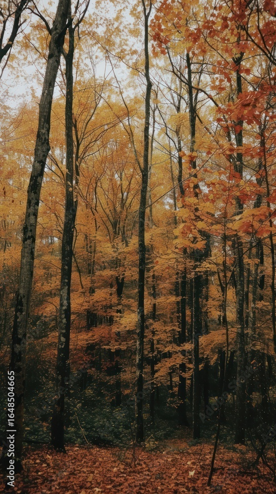 Fototapeta premium Autumn tree land landscape.