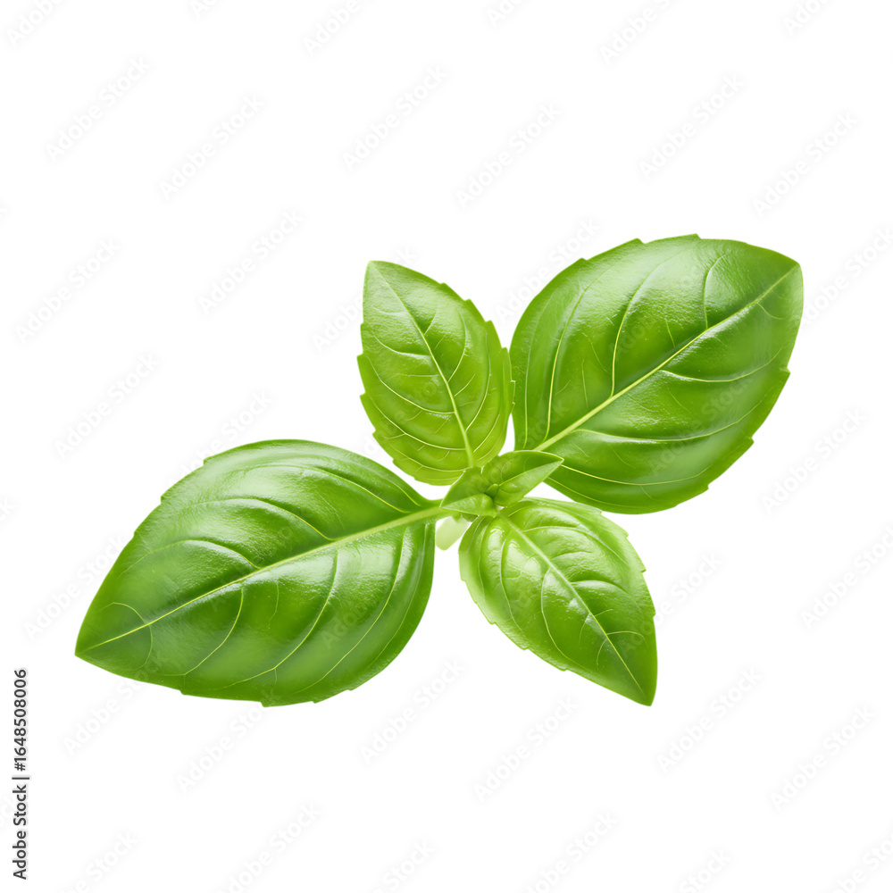 Fresh green basil leaves isolated on transparent background for culinary use Fresh green basil leaves isolated on transparent background for culinary use